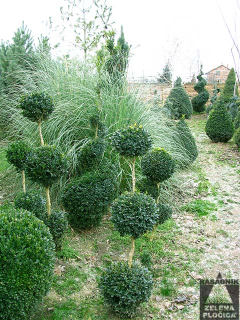 šišani oblikovani šimšir - topiary buxus